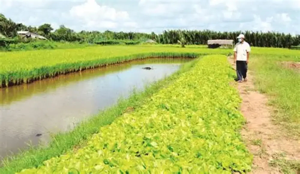 Tin tức nông nghiệp bền bỉ: Khả năng thích nghi và hồi sinh kỳ diệu của Đông trùng hạ thảo trong môi trường khắc nghiệt.