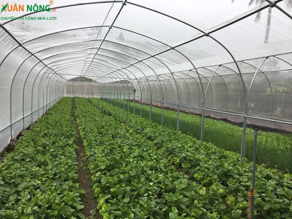 Quy trình trồng rau trong nhà kính