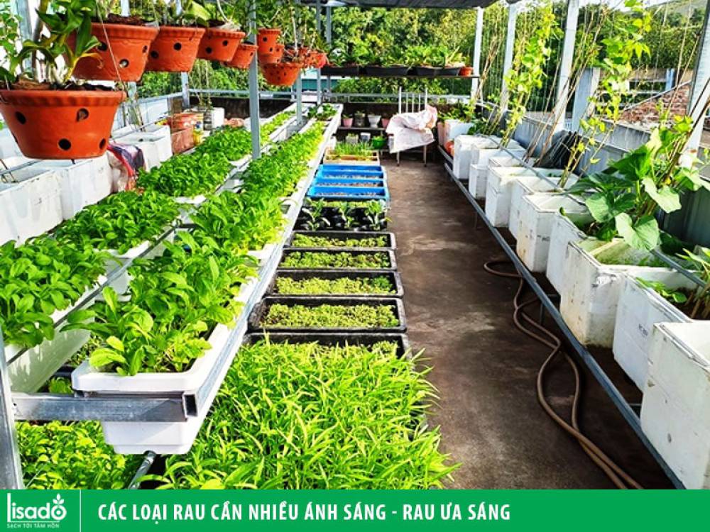 Kiến thức chăm sóc rau